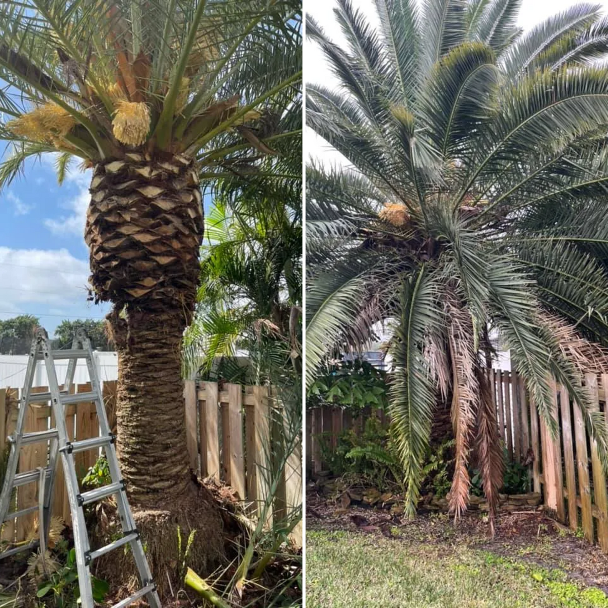 Palm Trimming for Lawn Caring Guys in Cape Coral, FL