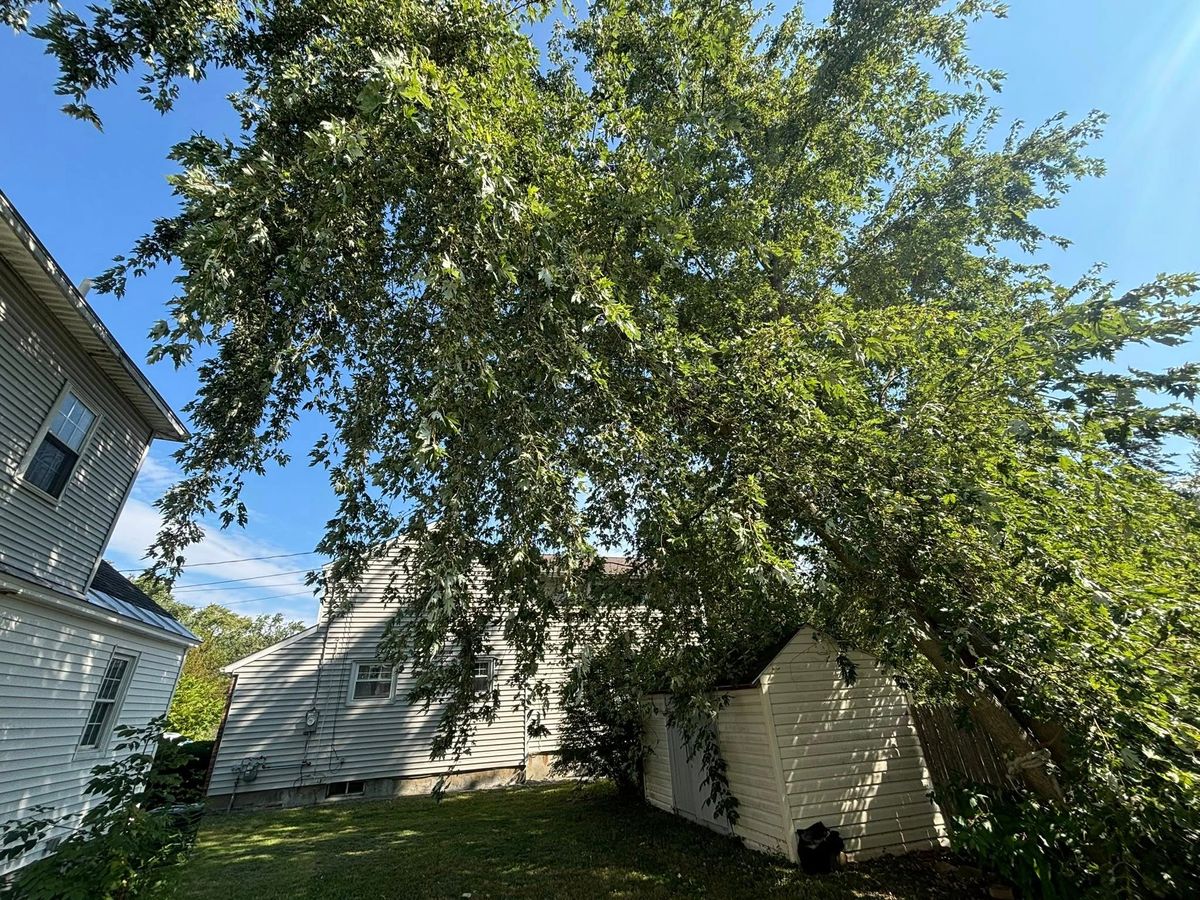 Tree Pruning for T's Trees in Albany, NY