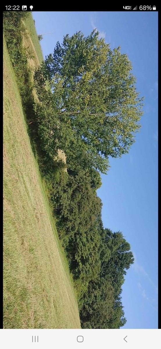 Land clearing for M&L Lumber and Excavating in Jonesborough, TN