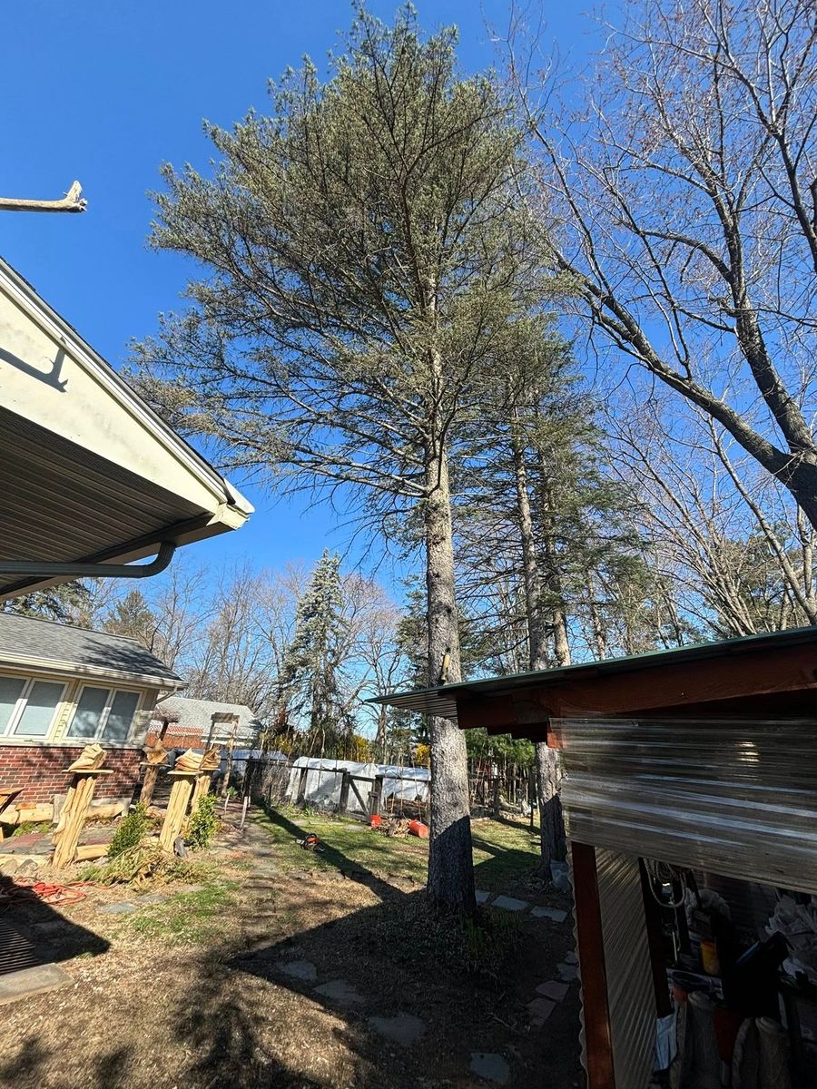 Tree Pruning for T's Trees in Albany, NY