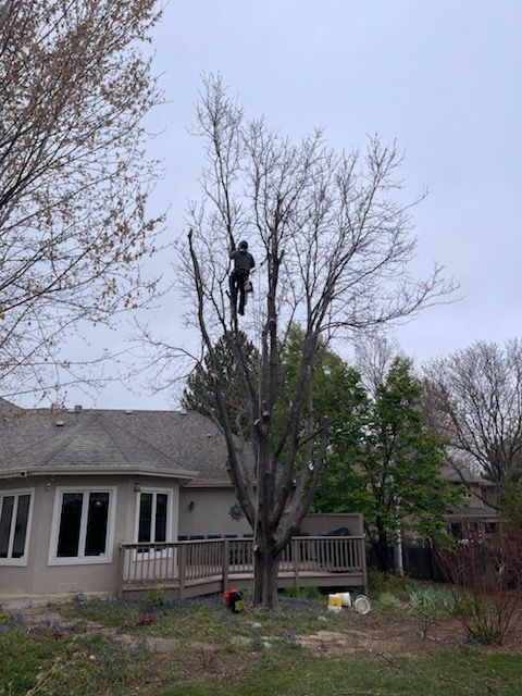 Tree Climbing for Graham’s Tree Services in Pierce, CO