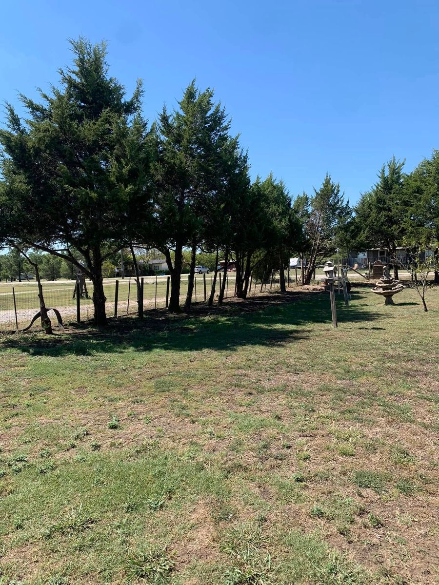 Shrub Trimming for Marks Tree Service in Fort Worth, TX