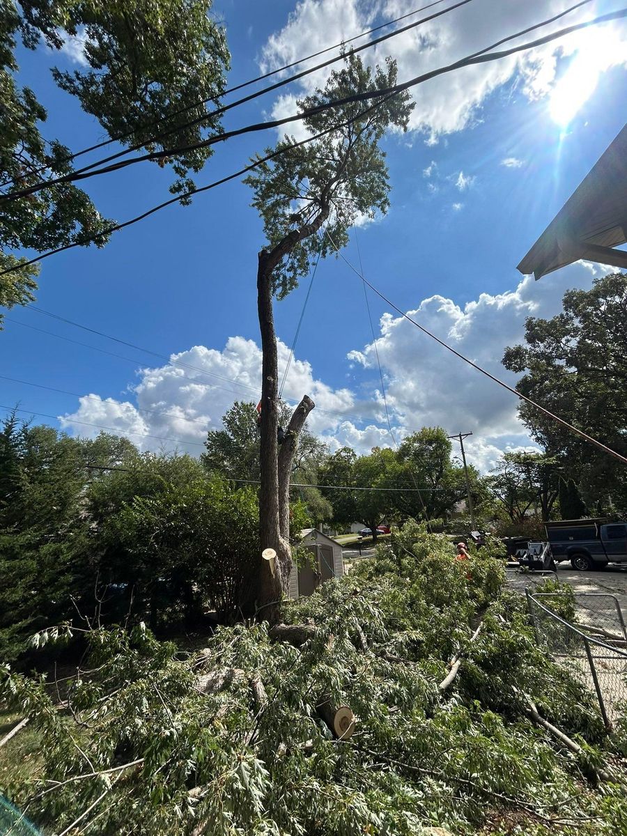Tree Trimming for Cross Family Tree Service in Kearney, MO