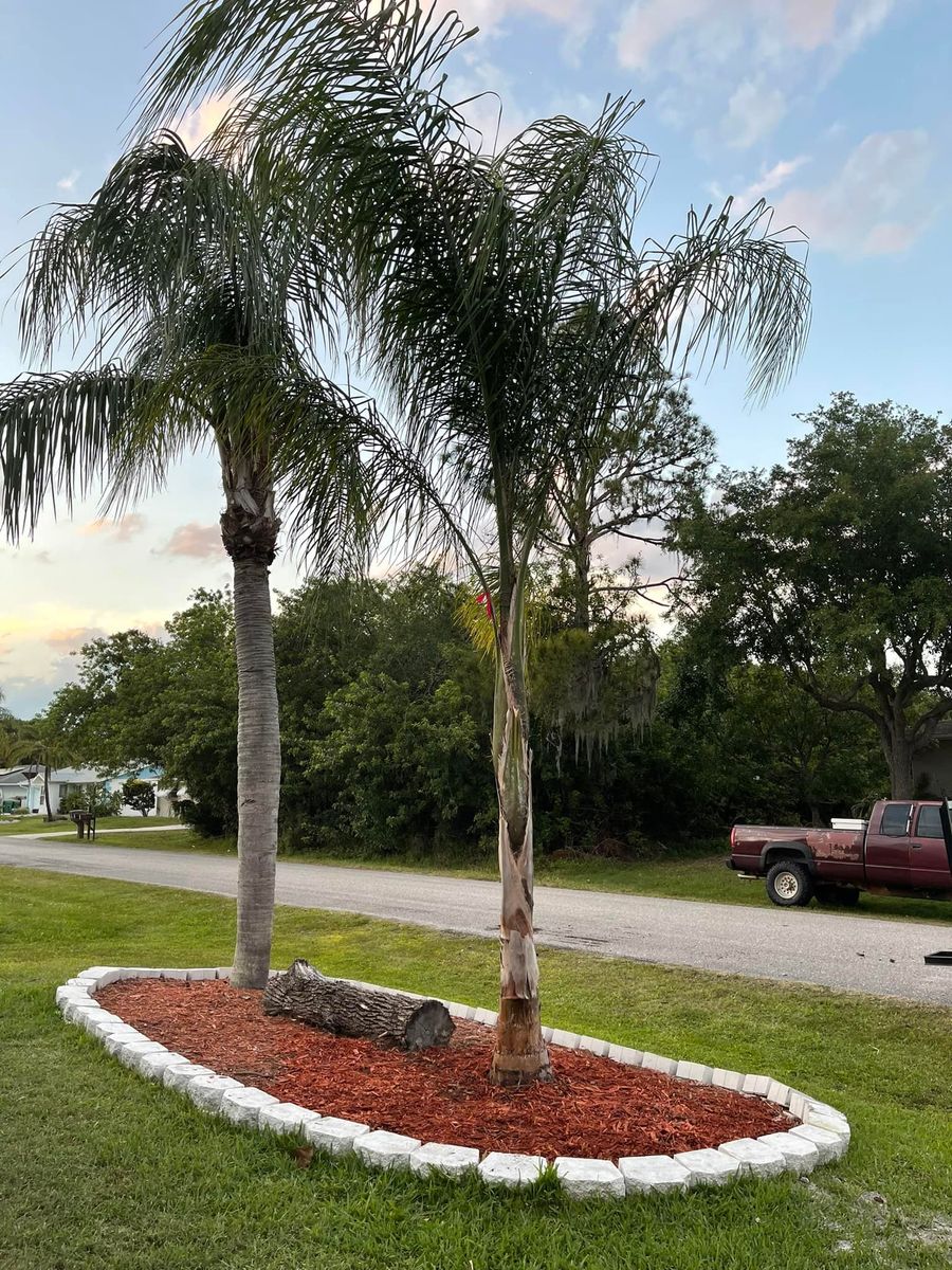 Palm and Trees for Plant World LLC in Cape Coral, FL