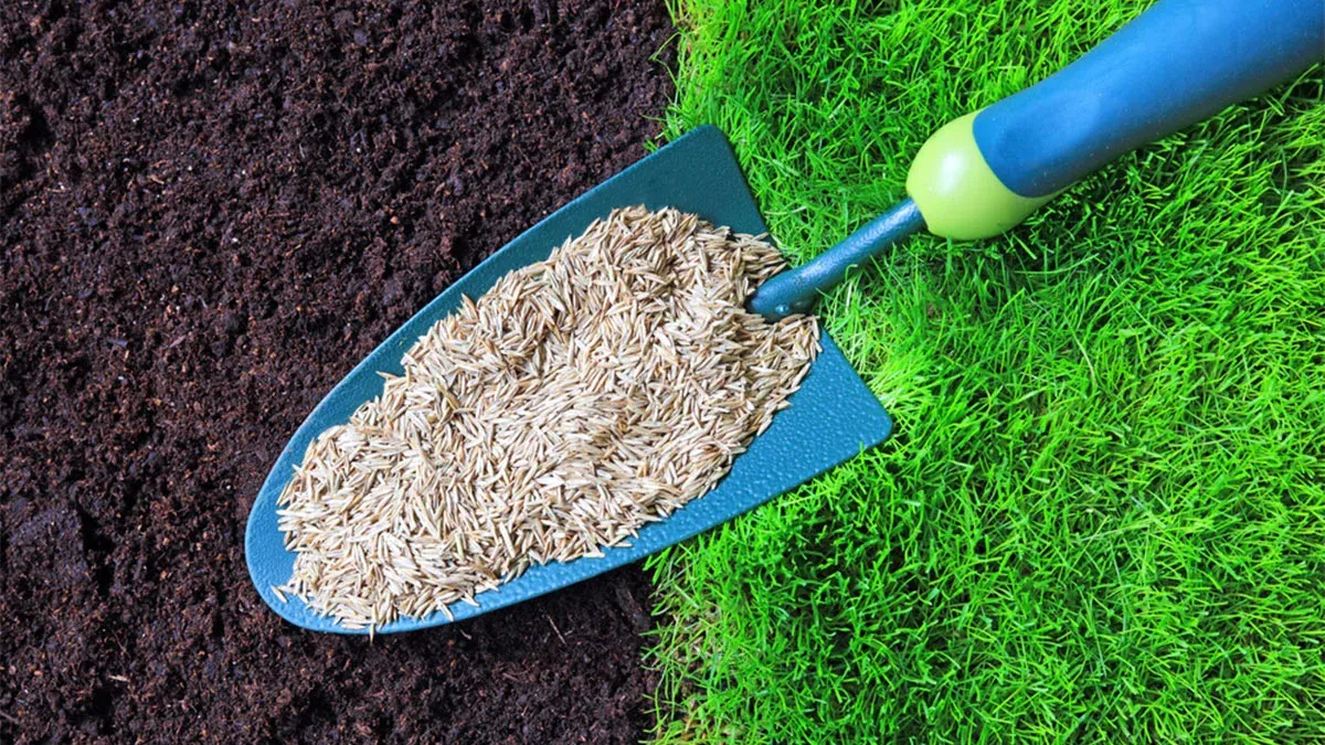 Grass Seed Planting for Phillips Lawn Services in Ravenna, MI