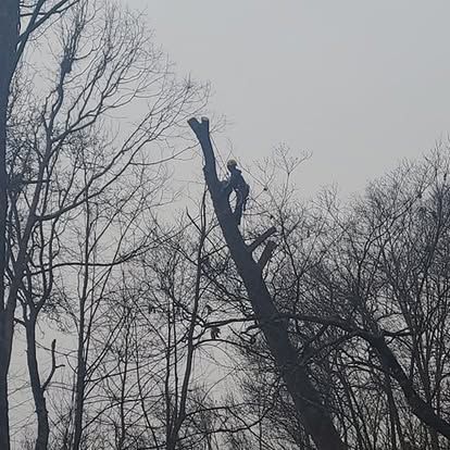 Shrub & Tree Trimming for Lopez Landscaping and Tree Service  in Waynesville, NC