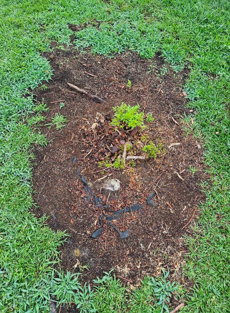 Stump Grinding for Anchor & Grind Stump in Chesapeake, VA