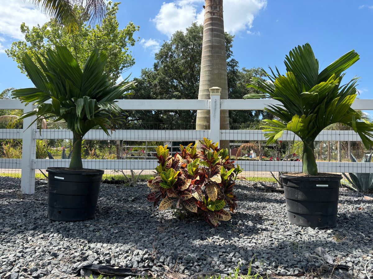 Plant Installation for Lawn Caring Guys in Cape Coral, FL