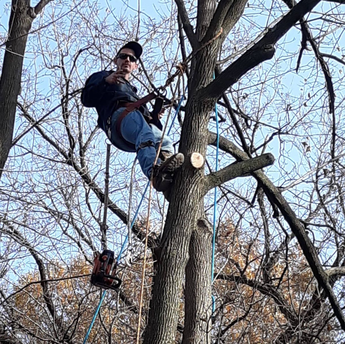 Tree Removal for Woody's Tree and Landscaping in Fredericksburg, VA