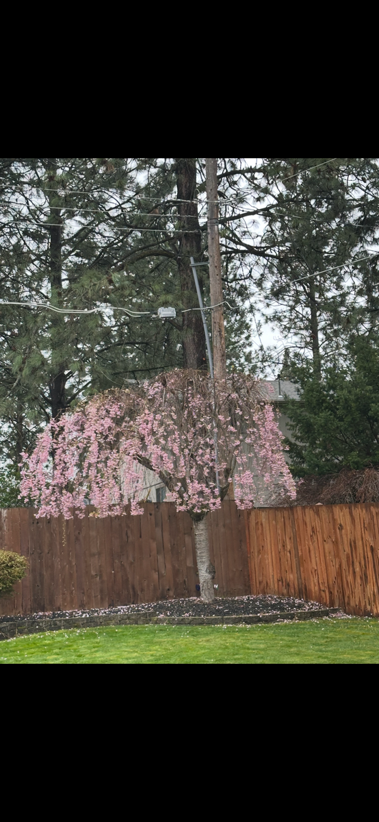 Tree Trimming for AP Tree Service in Colbert, WA