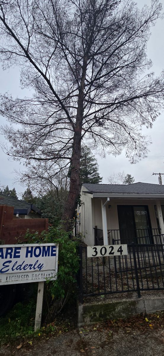 Hazardous Tree Services for George Staddan's Professional Tree Care in Placerville, CA