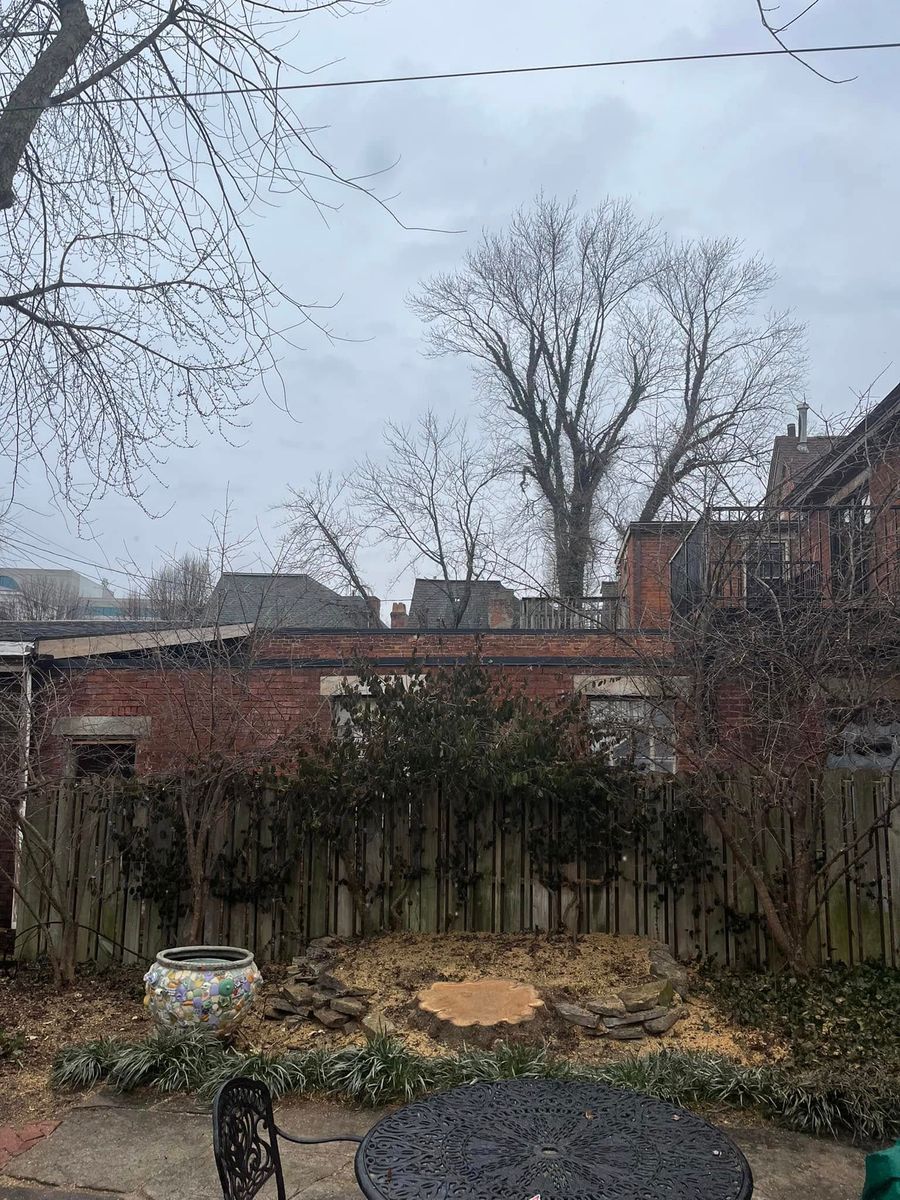 Fall Clean Up for Precision Tree Service, Inc. in Ryland Heights, KY