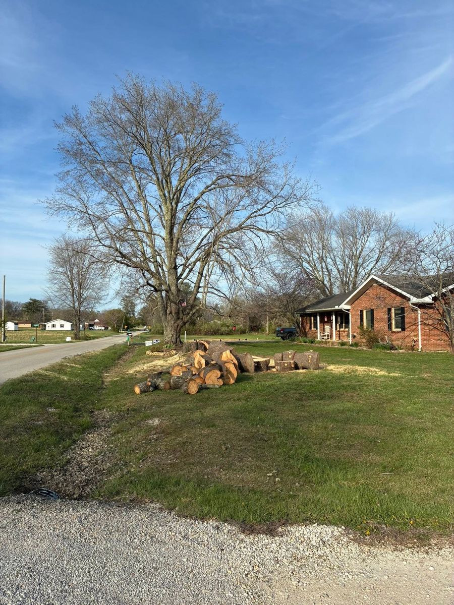 Tree Removal for Skys The Limit Tree Management in Morehead, KY