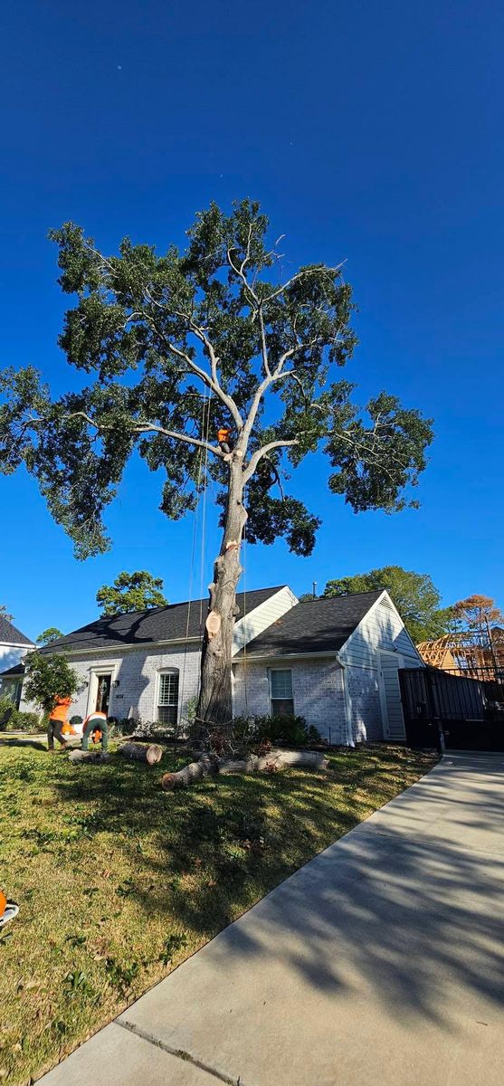 Tree Removal for Servin's Tree Care  in Houston, TX