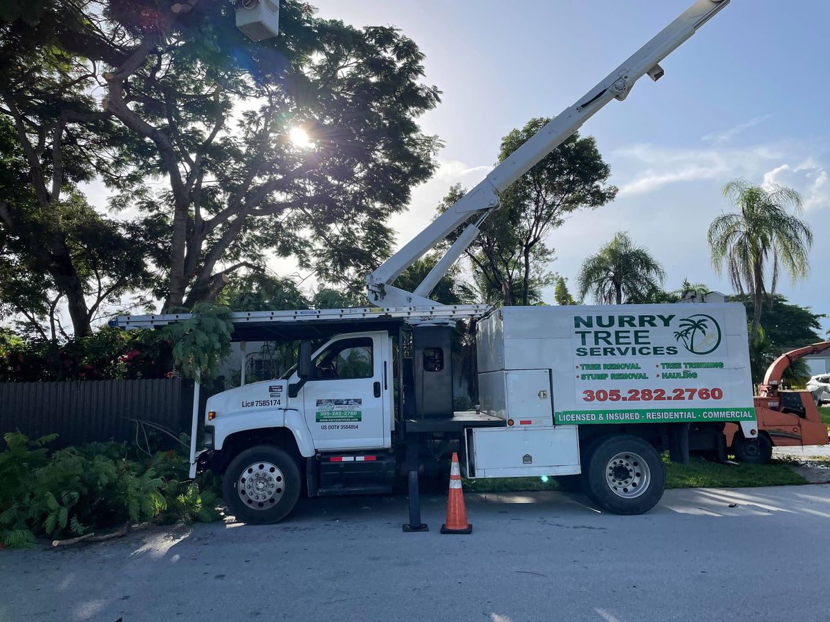 Tree Removal for Nurry Tree Services in Miami, FL