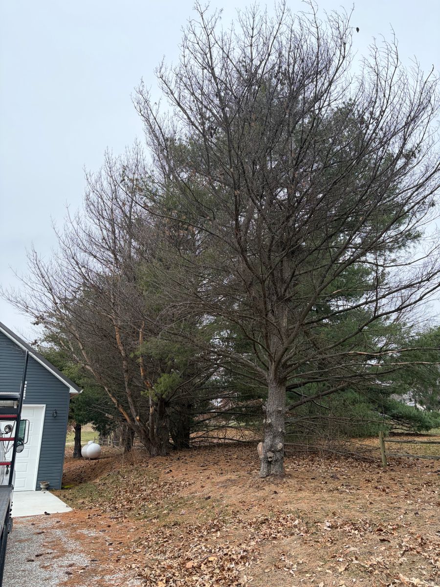 Tree Trimming for Cross Family Tree Service in Kearney, MO
