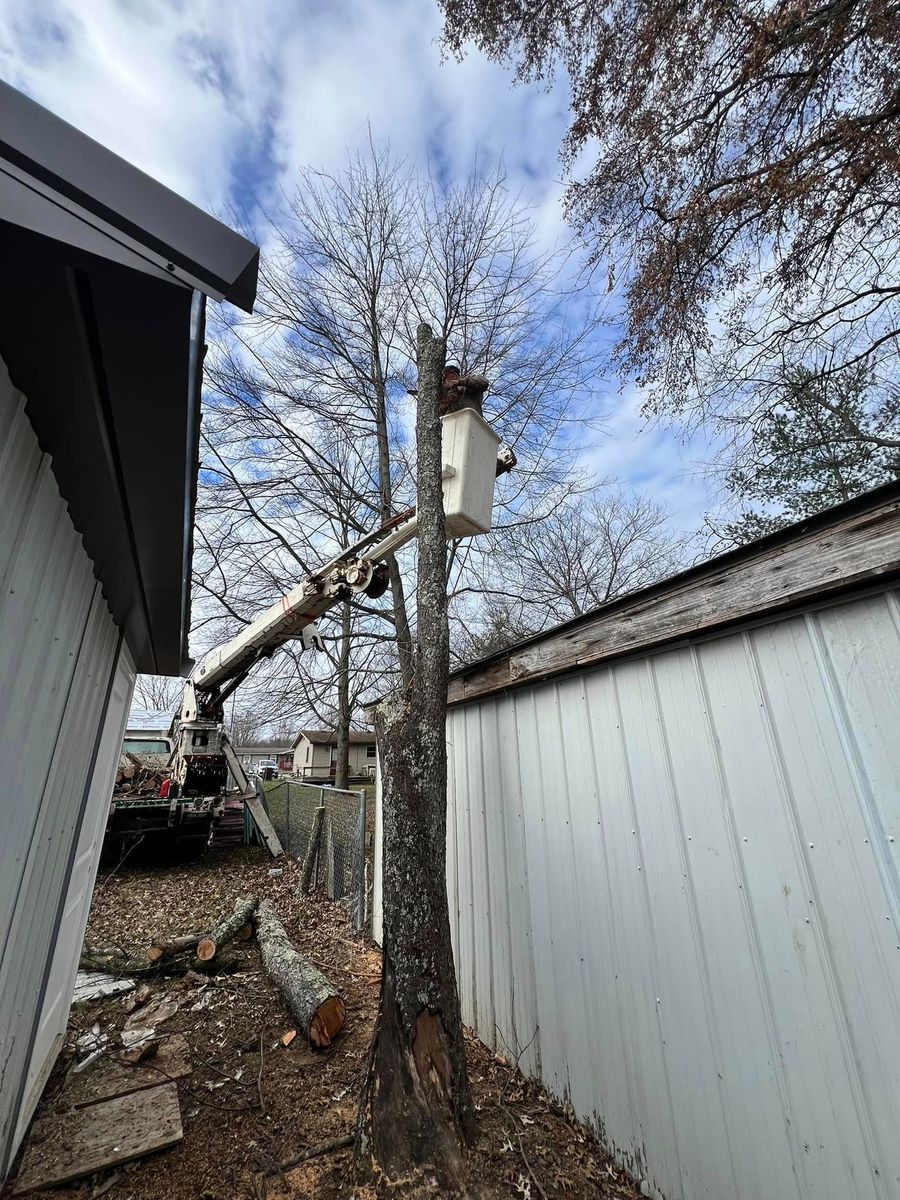 Tree Trimming for Kadin’s Tree Service in North Vernon, IN