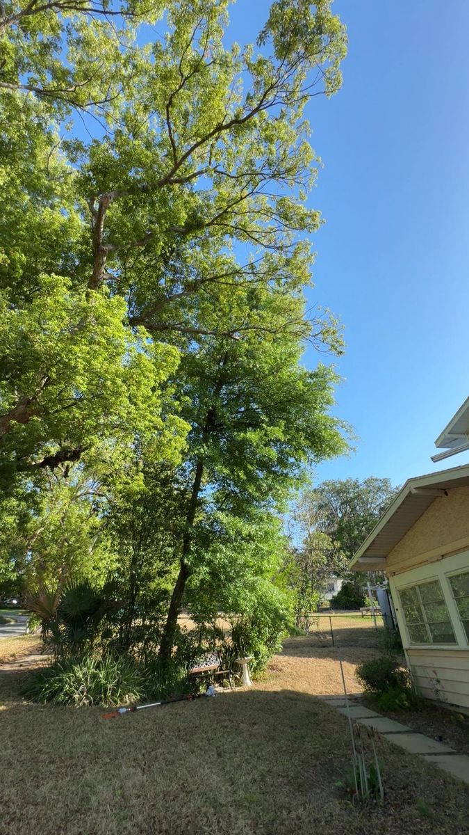 Tree Trimming for A-1 Arbor Tech in Groveland, FL