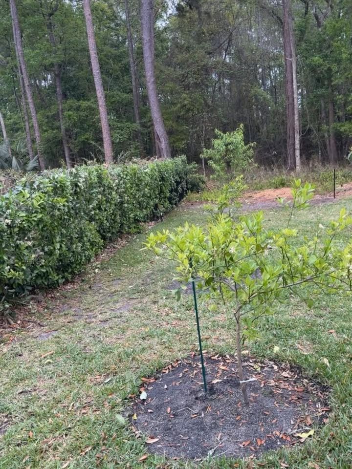 Landscaping for Whole 9 Yards Services LLC in Green Cove Springs, FL