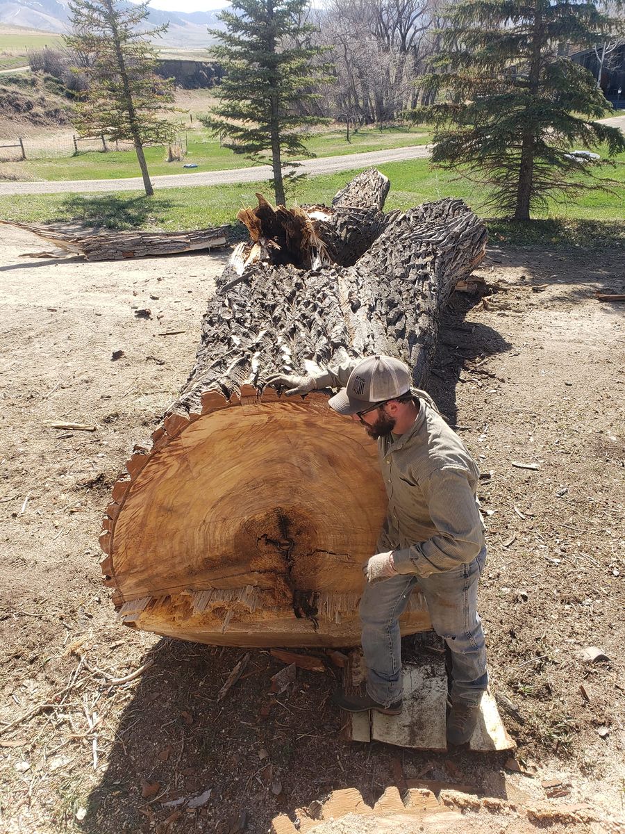 Tree Removal for Two Fellers Tree Service in Buffalo, WY