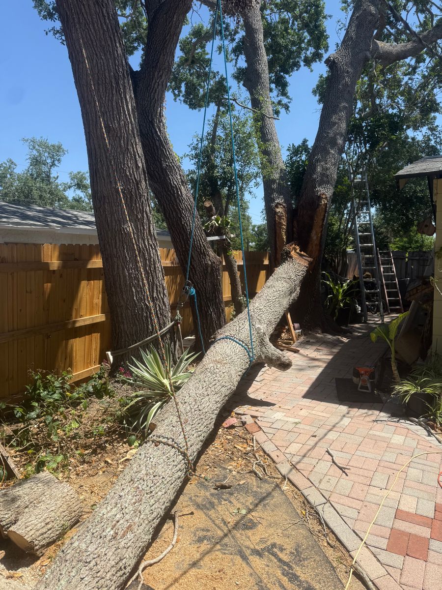 Tree Removal for Damian’s Tree Care in Sarasota, FL