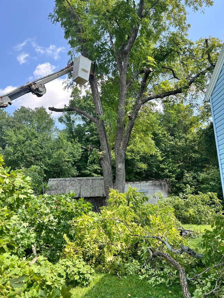 Tree Trimming for Kadin’s Tree Service in North Vernon, IN