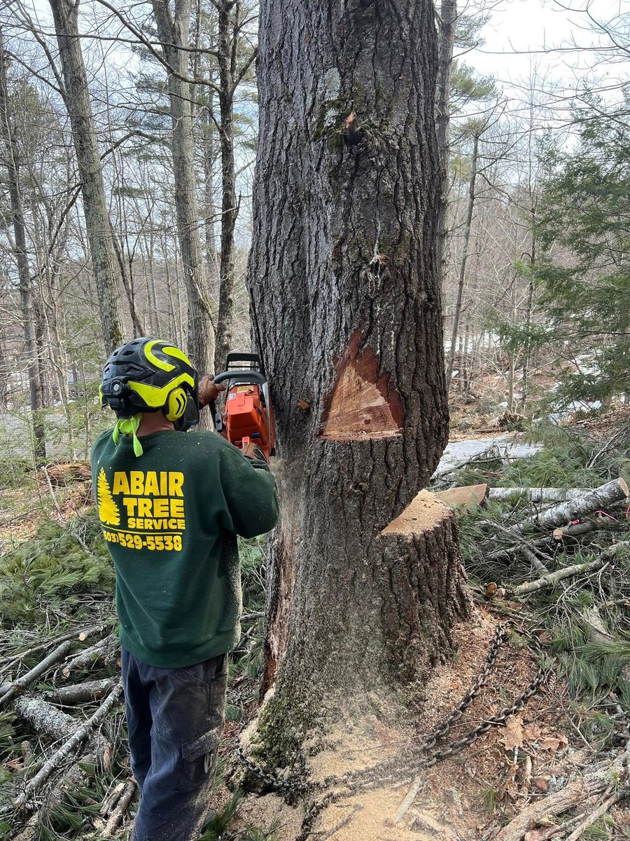 Tree Removal for Abair Tree Service in Weare, NH