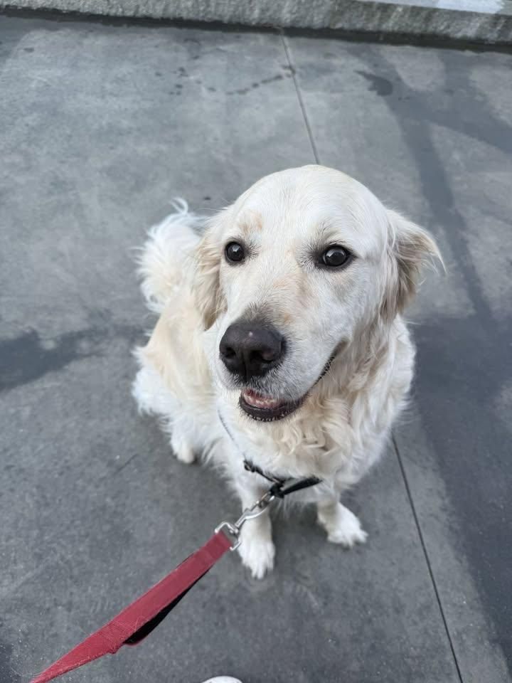 Fun New Service for Down Dog Yoga in Boston, MA