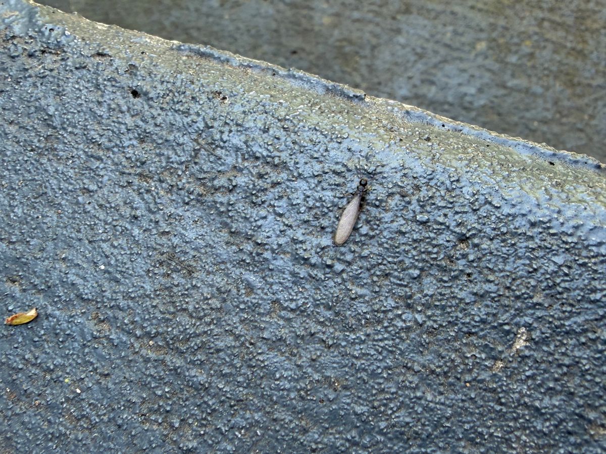 Termite Inspection & Treatment for All-In Pest Control & Home Solutions in Greene County, IN