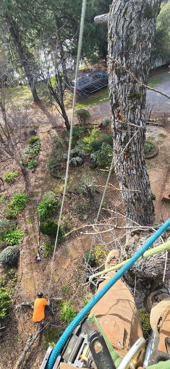 Storm Damage for George Staddan's Professional Tree Care in Placerville, CA