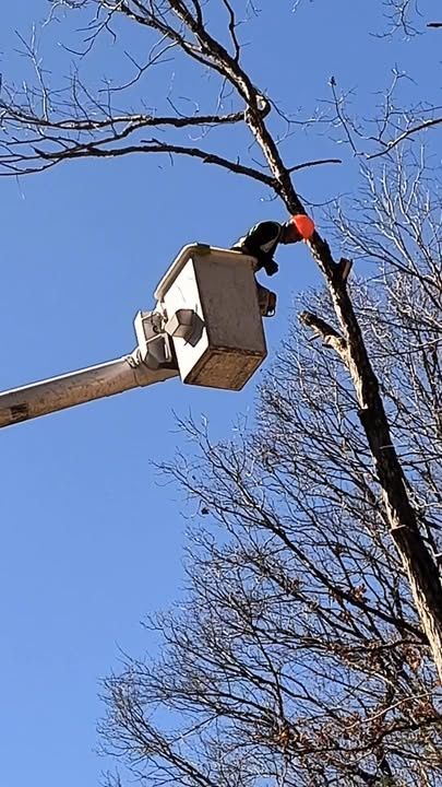 Tree & Shrub Care for Starnes Hardscapes & Property Management LLC in Dunlap, TN