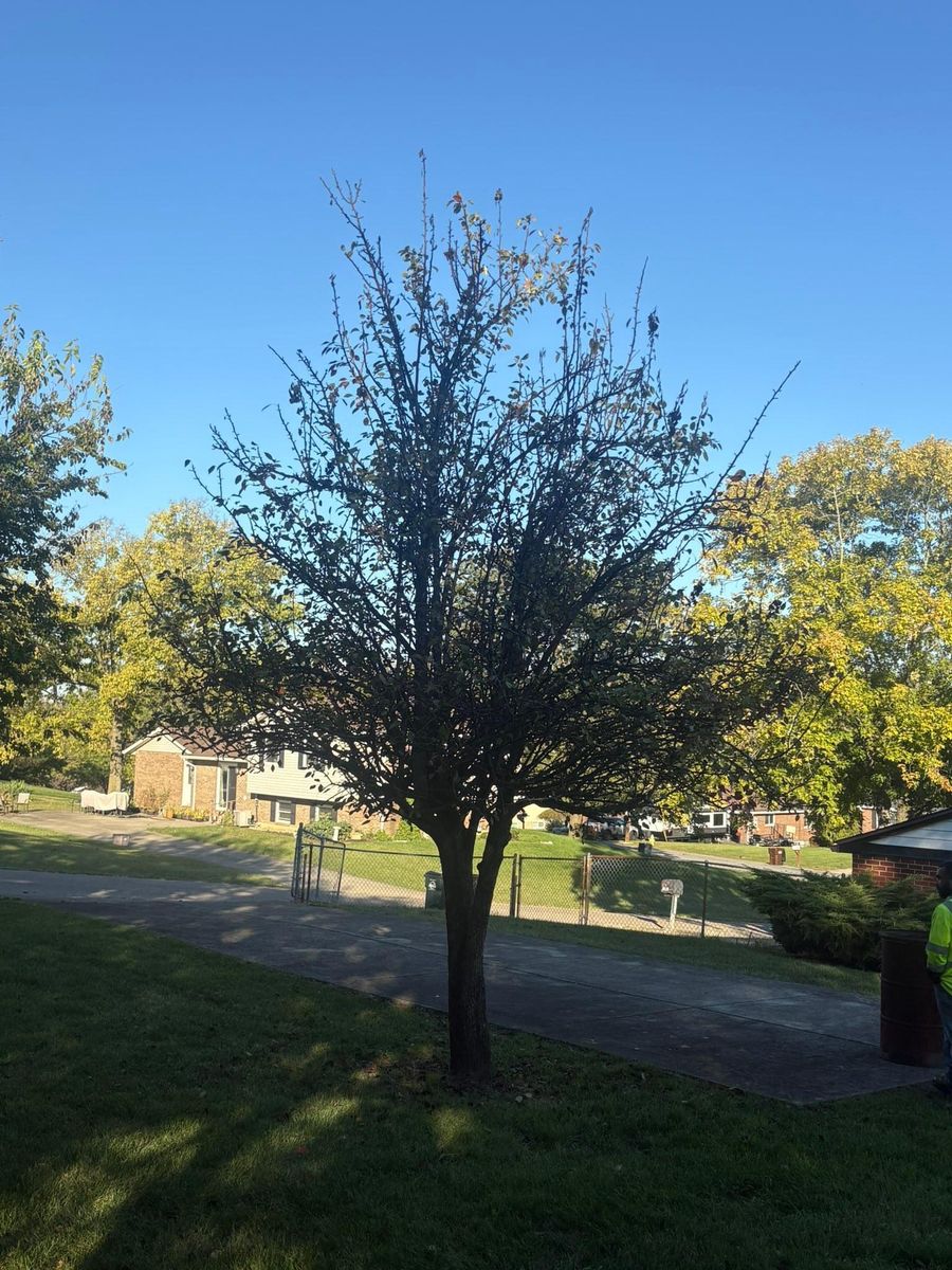 Tree Trimming for Dig-It Tree Company in Mason, OH