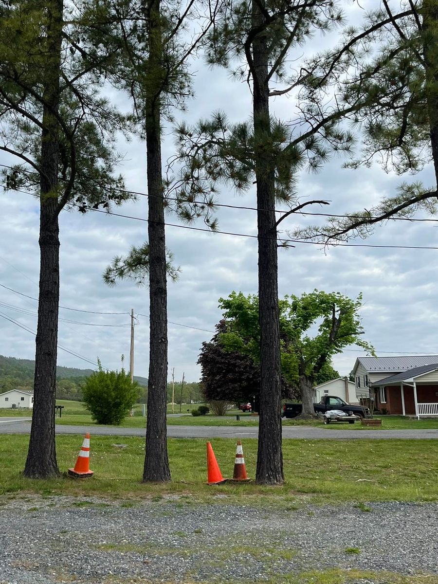 Tree Trimming for Scott’s Tree Service, LLC in Winchester, VA