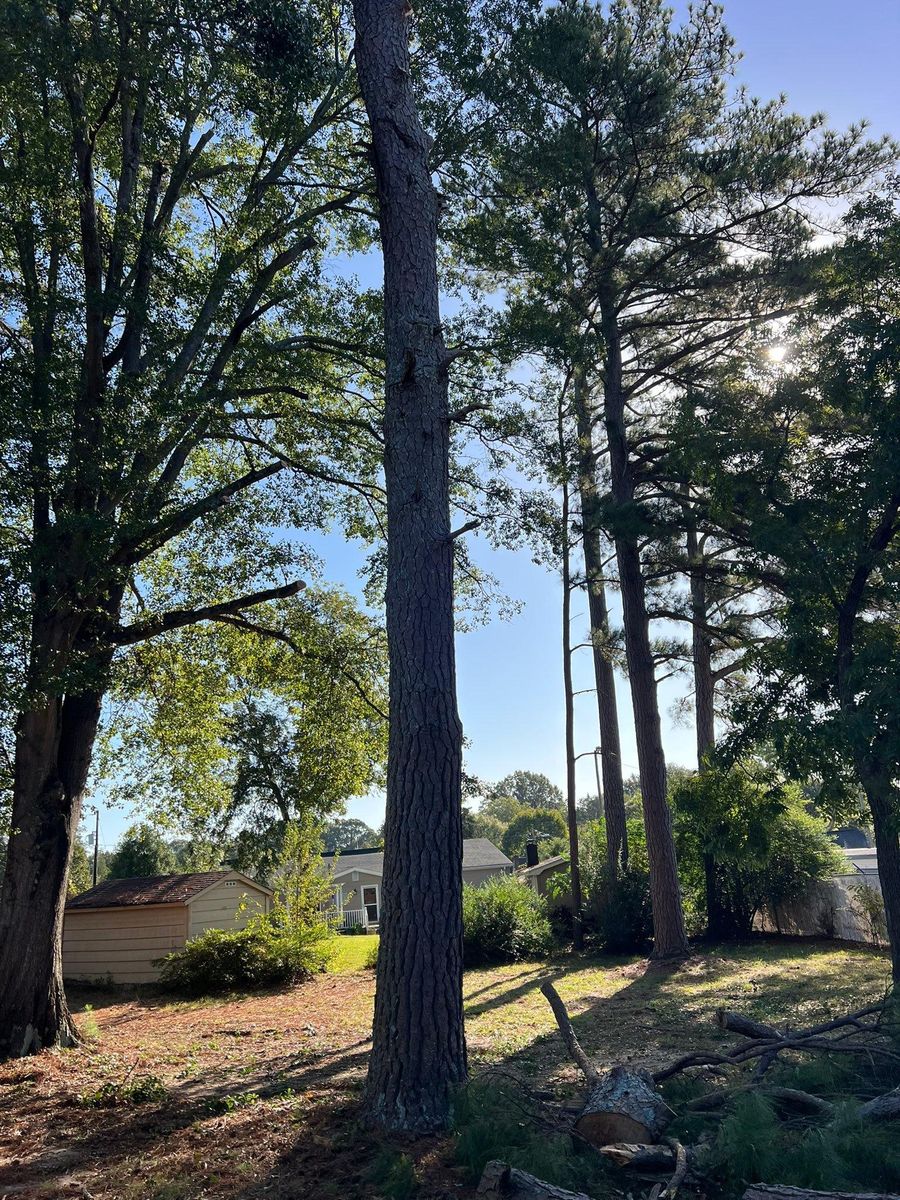 Fall Clean Up for Brooks Tree Service, LLC in Casar, NC