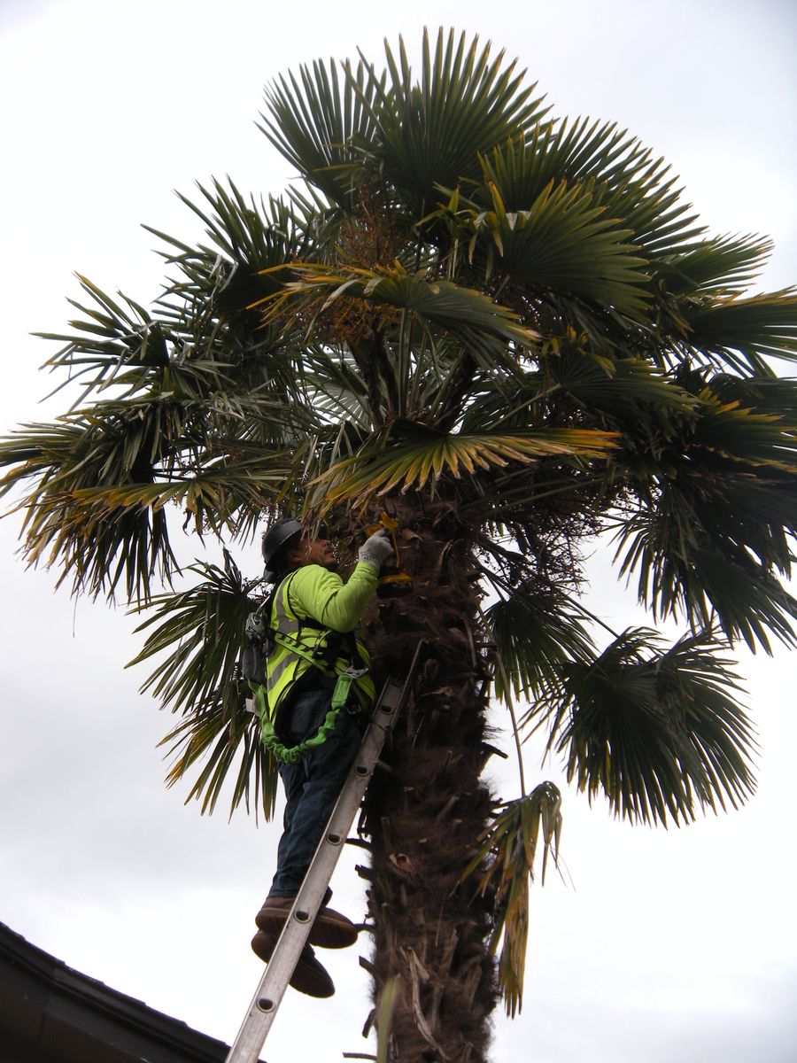 Tree Trimming for Willamette Landscaping & Tree Services in Albany, OR