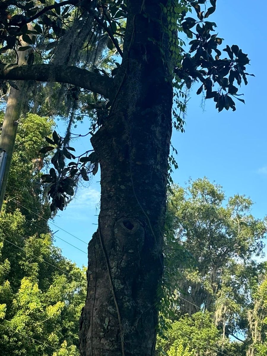 Tree Trimming for Fast Cut Tree Service in Jacksonville Heights, FL