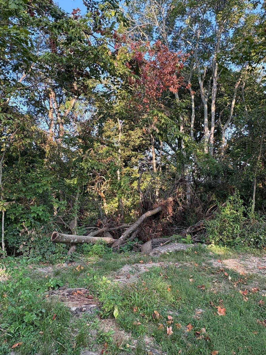 Fall Clean Up for Dig-It Tree Company in Mason, OH