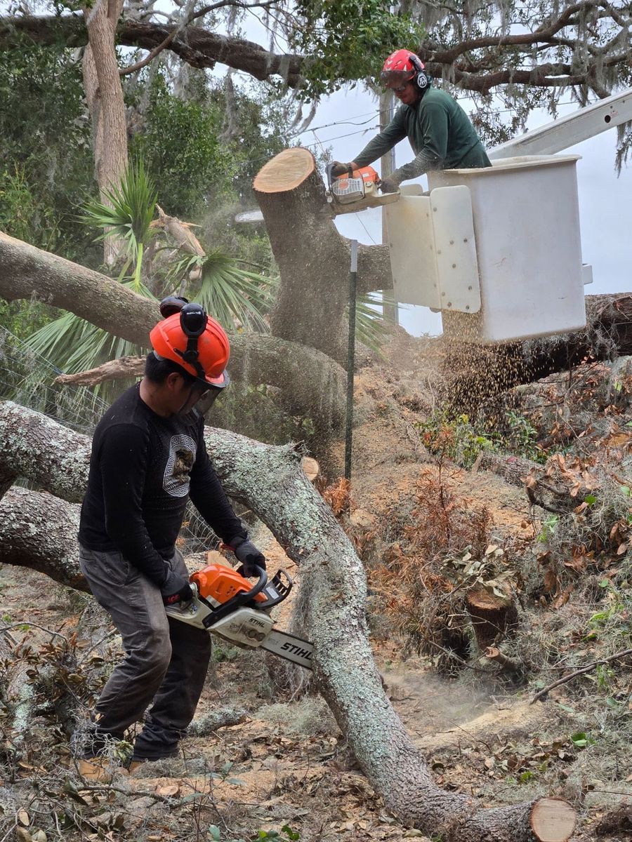 Tree Removal for A-1 Arbor Tech in Groveland, FL