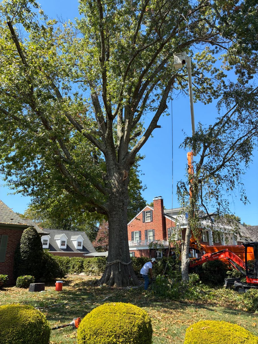 Tree Removal for Brocks Tree Service LLC in Rogersville, TN