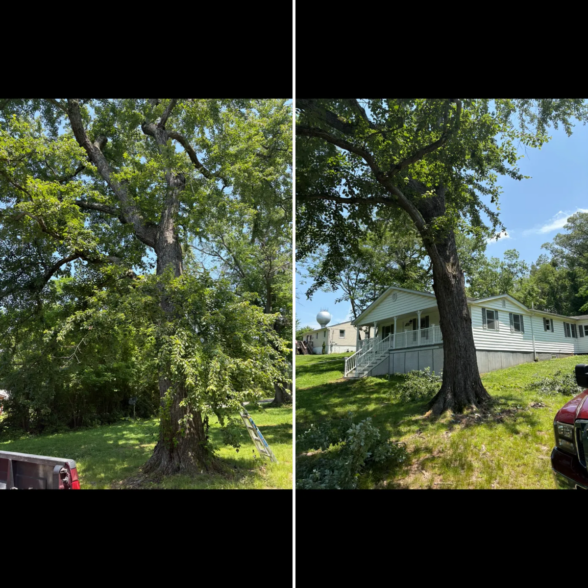 Tree Services for Mountainside Property Services LLC in Warrenton, VA