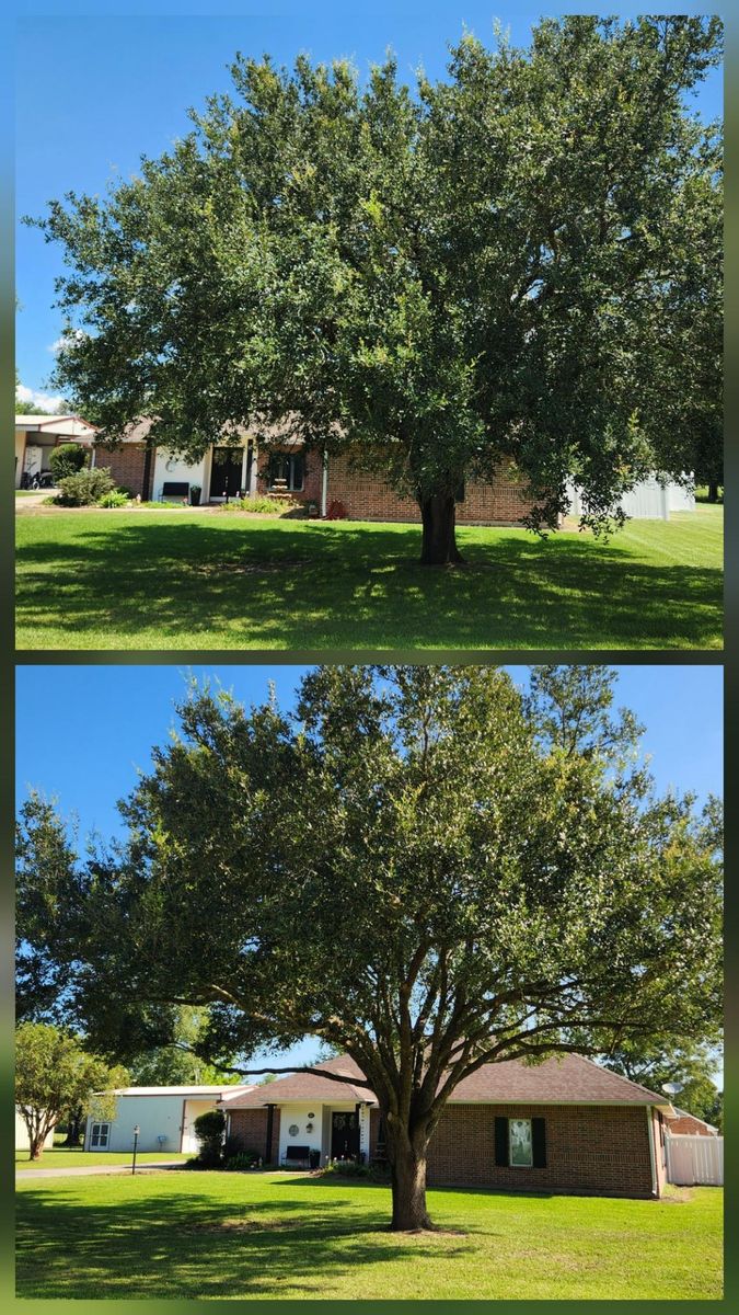 Tree Trimming for Ken's Elite Cutters LLC  in Breaux Bridge, LA