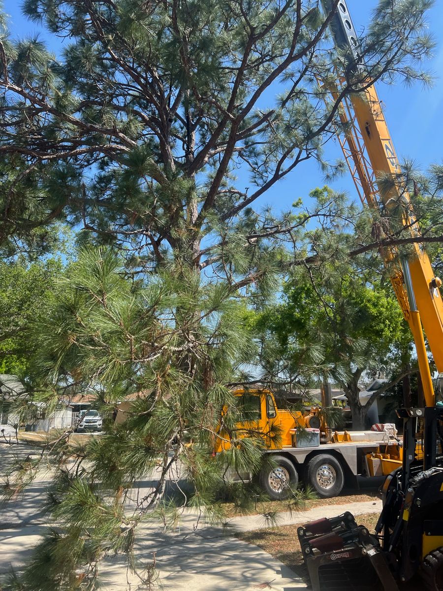 Crane Removals for Adam's Tree and Stump Care in Sarasota, FL