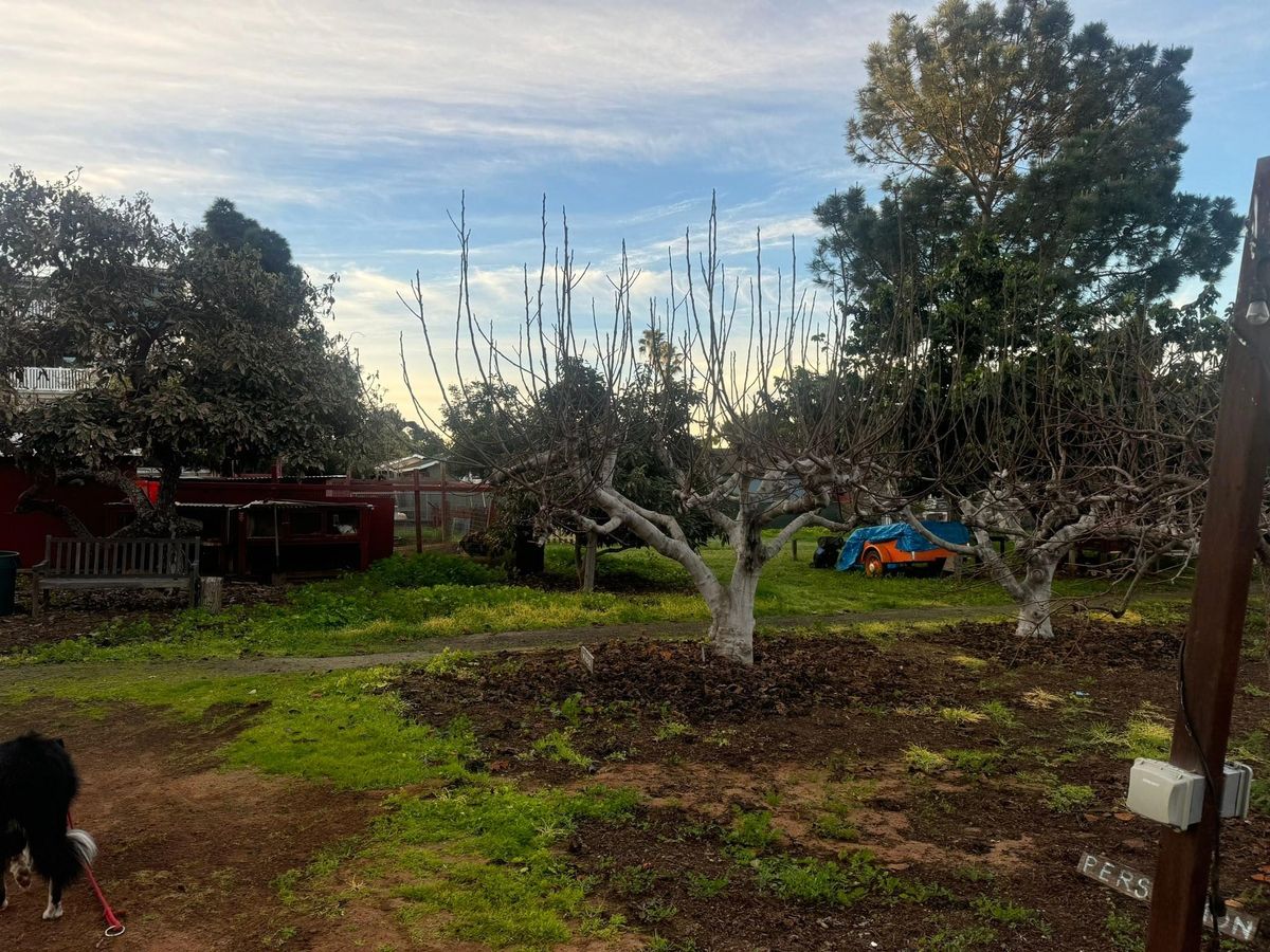 Property Beautification for The Tree Fairy in Julian, CA