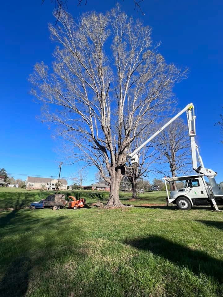 Tree Removal for El Perico Tree Service and Lawn Care, LLC in Boonville, North Carolina