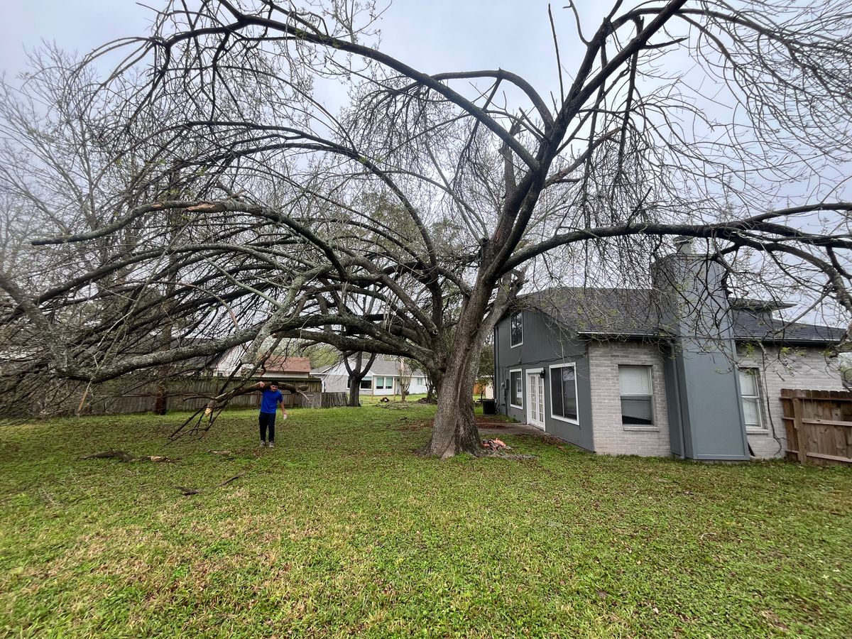 Tree Services for Garza Lawncare & Tree Service in Pearland, TX
