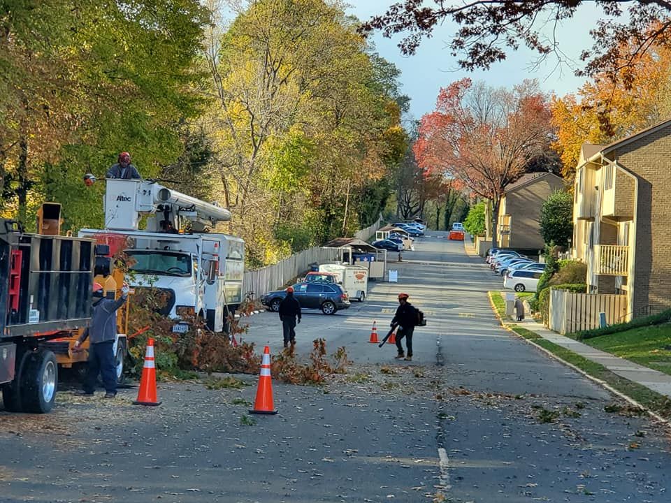 Tree Trimming for W D Giampa Lawns and Landscape Inc. in Manassas, VA