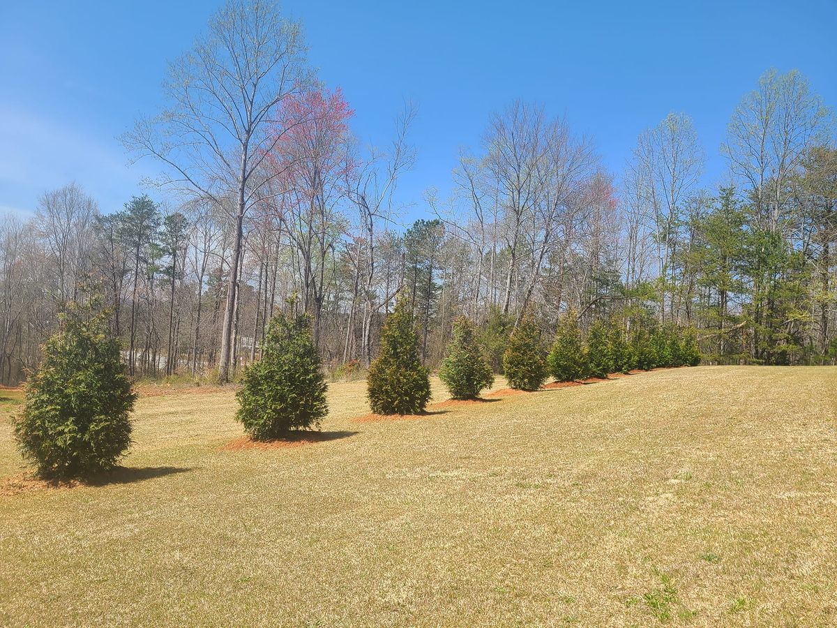 Shrub Trimming for Paradise Landscaping and Tree Service in Greenville, SC