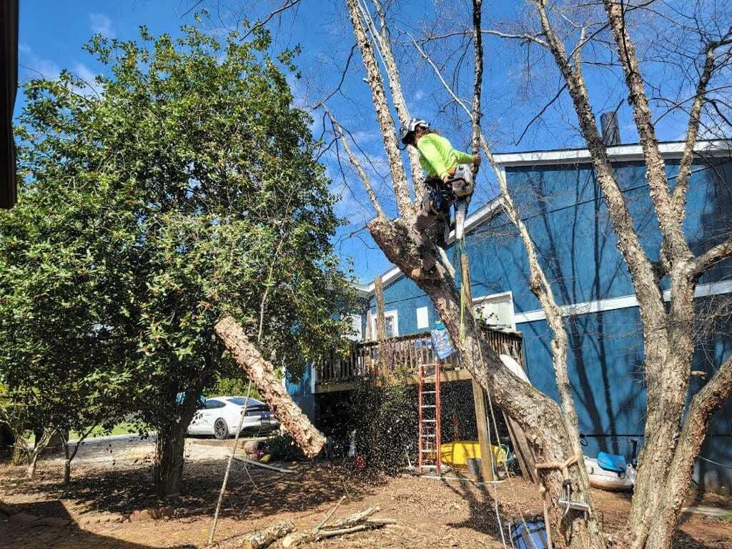 Tree Service for Cisco Kid Landscaping Inc. in Lincolnton, NC