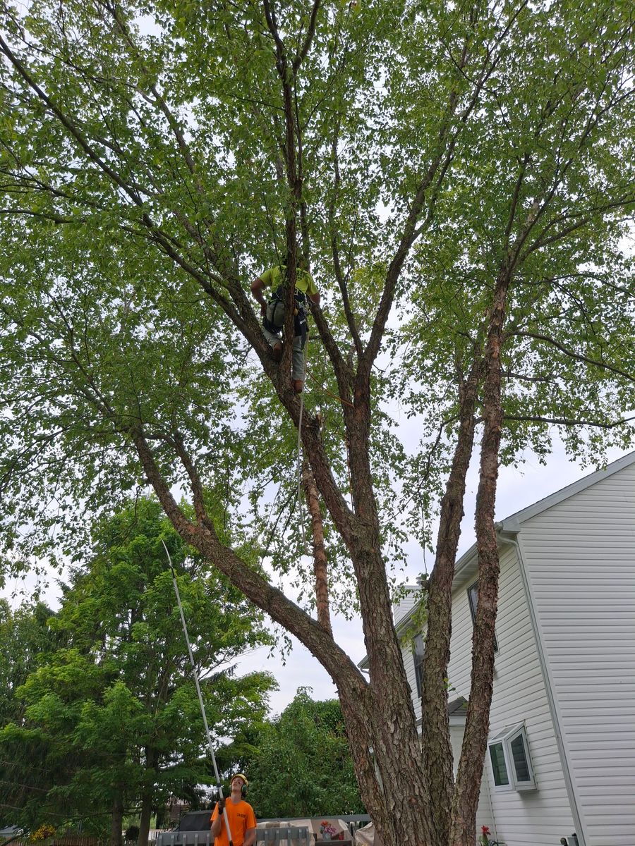 Tree Pruning & Trimming for Olson Tree Service, Inc in Rockford, IL