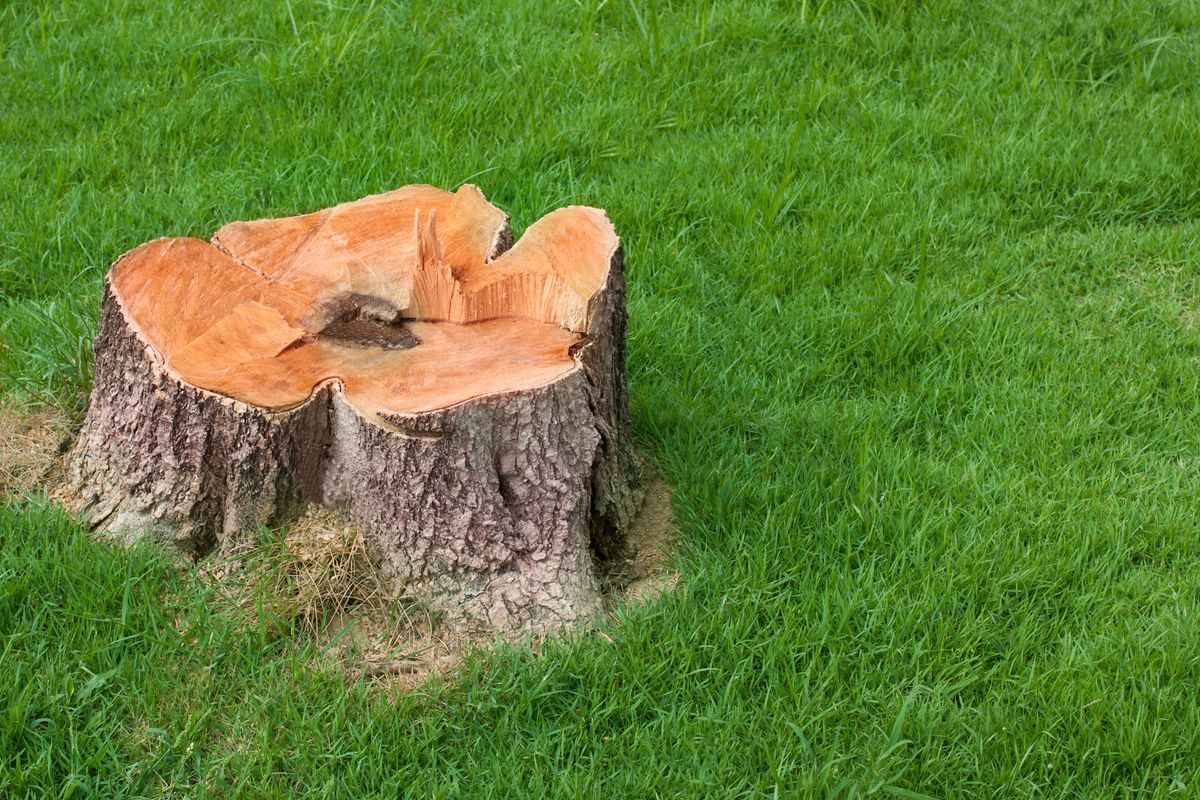 Stump Removal for Randall Gary’s Tree Service in Big Sandy, TX